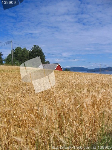 Image of Oat field