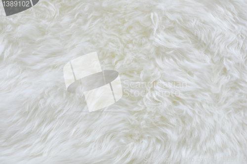 Image of white fur 