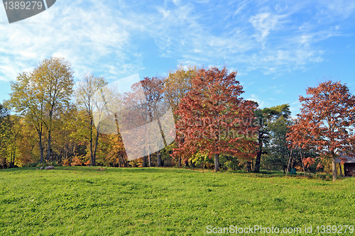 Image of yellow copse on autumn field 