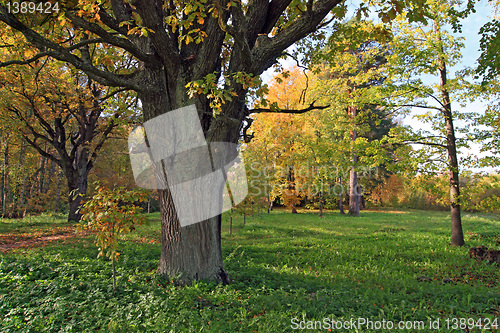 Image of old oak in autumn wood