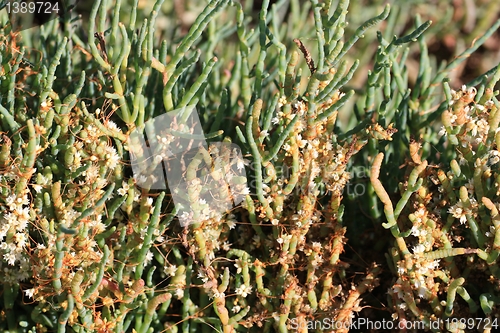 Image of From the Boardwalk at Baylands Tidal and freshwater flora