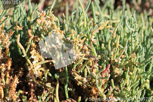 Image of From the Boardwalk at Baylands Tidal and freshwater flora2