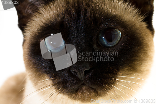 Image of Siamese cat