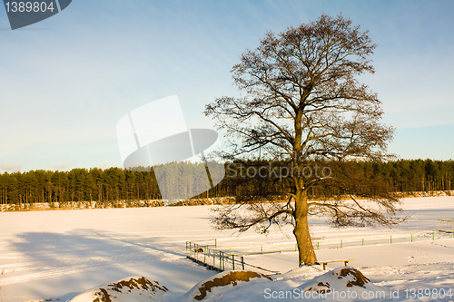Image of Tree at the frozen lake