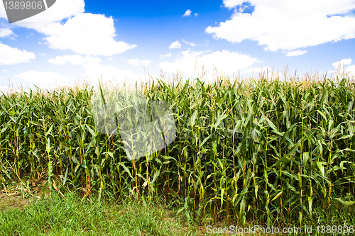 Image of Green corn