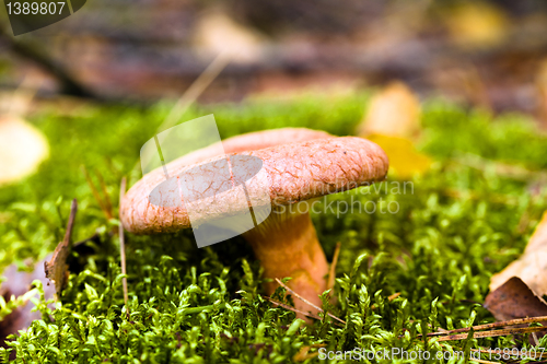 Image of Wood mushroom (saffron milk cap)