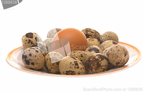 Image of Avian eggs.
