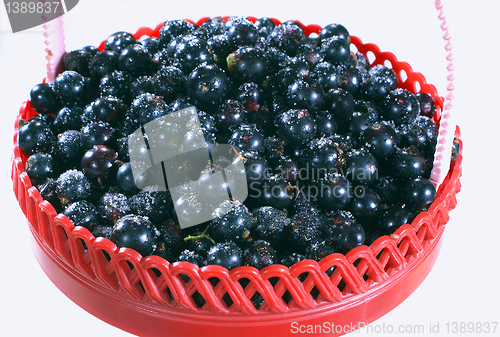 Image of Berries black currants and sugar.