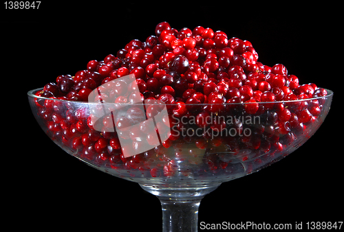 Image of Cranberry.
