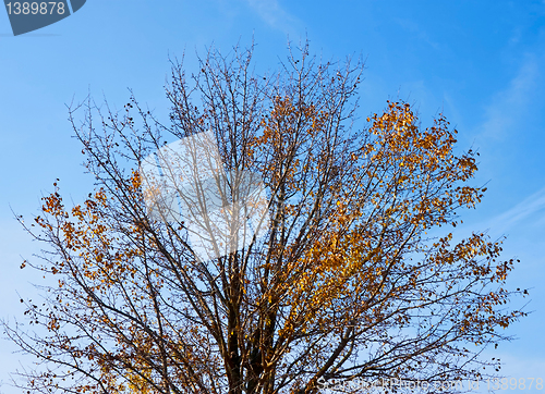 Image of Naked autumn tree crown