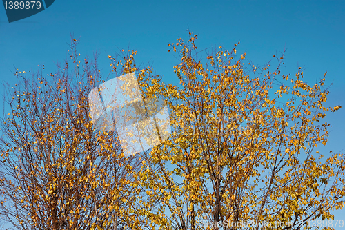 Image of Trees in autumn beauty