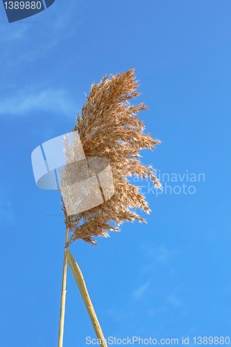 Image of Dried reed inflorescence