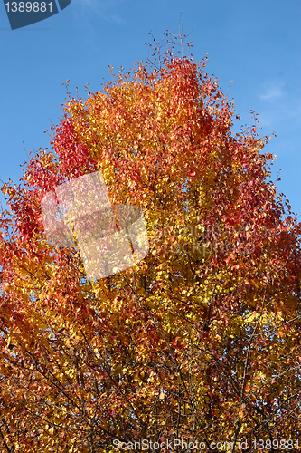 Image of Pear tree in autumn beauty