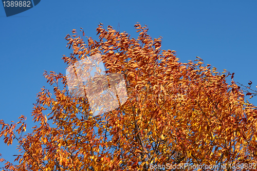 Image of Cherry tree in autumn beauty