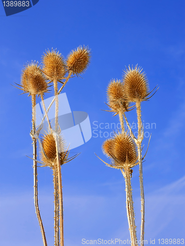 Image of Dried teasel flowers