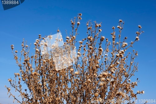 Image of Dried thistle plants