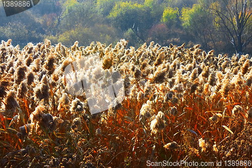 Image of Marsh landscape