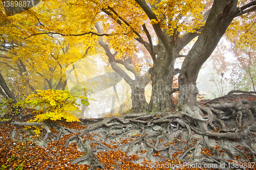 Image of yellow autumn forest