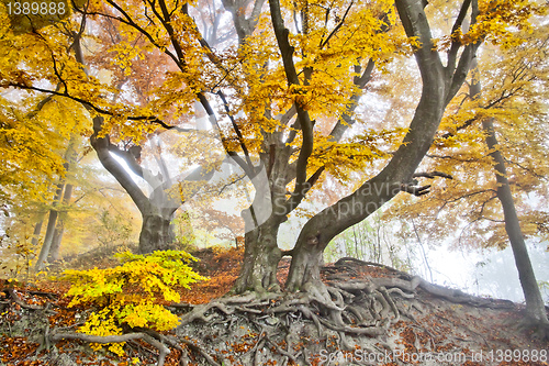 Image of yellow autumn forest