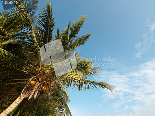 Image of Coconut tree