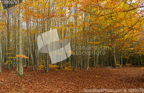Image of Autumn Colors