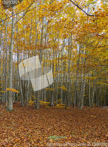 Image of Autumn Colors