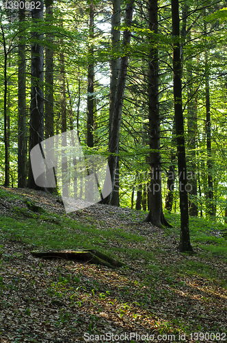 Image of Deciduous forest