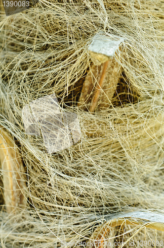 Image of Windmill palm (Trachycarpus fortunei) trunk