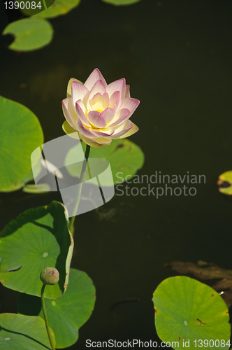 Image of White and pink waterlily (Nymphaeaceae - Nymphaea alba)