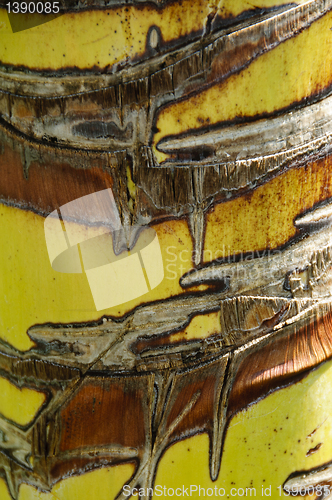 Image of Palm tree trunk texture