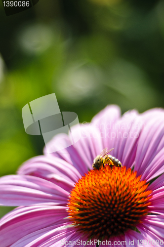 Image of Purple cone flower (Echinacea purpurea 