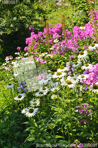 Image of Wild flowers background