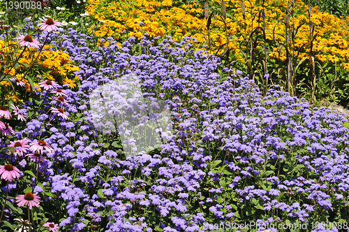 Image of Wild flowers (daisies, flossflowers and pinecone flowers) background