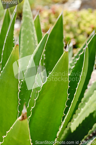 Image of Desert Agave cactus (Agave deserti) leaves and thorns