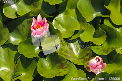 Image of Pink waterlily (Nymphaeaceae - Nymphaea alba)