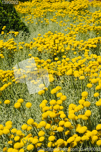 Image of Field of gray santolina (Santolina Chamaecyparissus) flowers