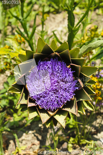 Image of Globe artichoke (Cynara cardunculus) blooming