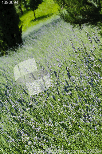 Image of Lavender (Lavandula) field