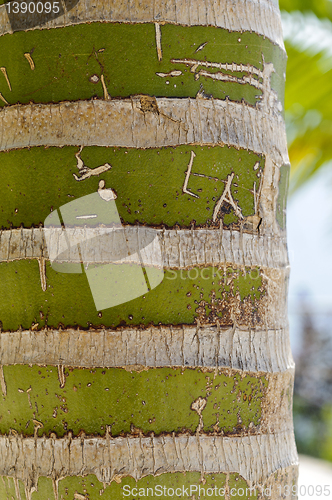 Image of New Caledonian palm (Kentiopsis oliviformis) trunk