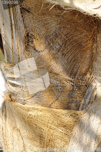 Image of Coconut palm (Cocos nucifera) trunk