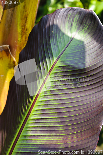 Image of Banana palm (Musa Acuminata Colla) leaf
