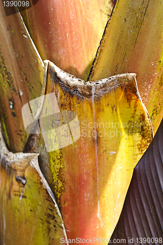 Image of Banana palm (Musa Acuminata Colla) trunk