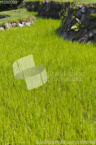 Image of Rice plantation