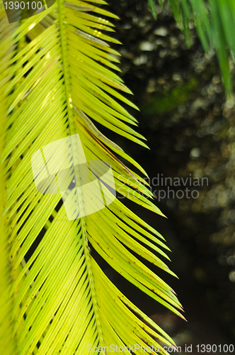 Image of Sago cycas (Cycas revoluta) leaf