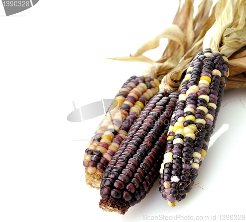 Image of Colorful Dry Corn