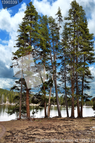 Image of Pine Trees By The Lake