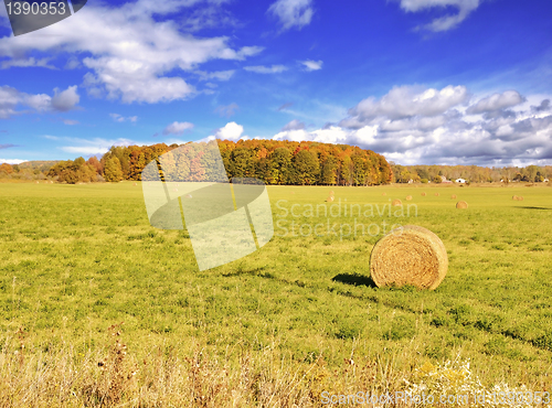 Image of Autumn Field