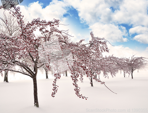 Image of Ice On The Trees  Branches