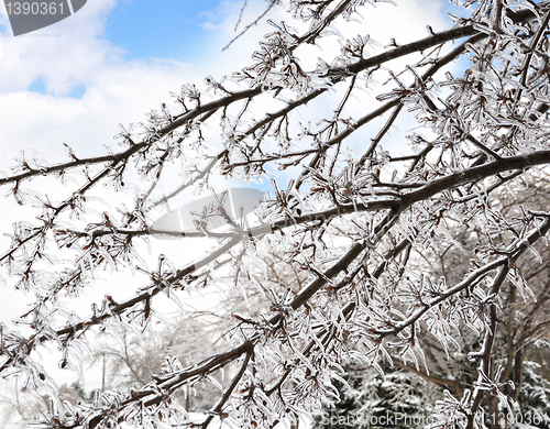 Image of Ice On The Tree Branches