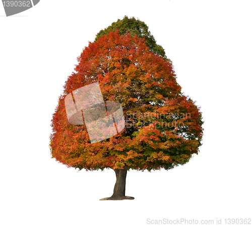Image of Colorful Autumn Tree
